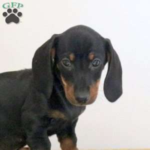 Alex – Mini, Dachshund Puppy