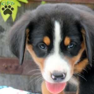 Alex, Greater Swiss Mountain Dog Puppy