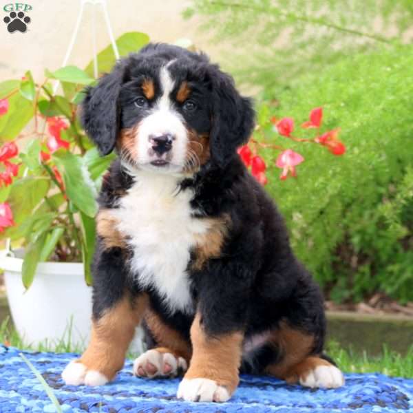 Alex, Bernese Mountain Dog Puppy