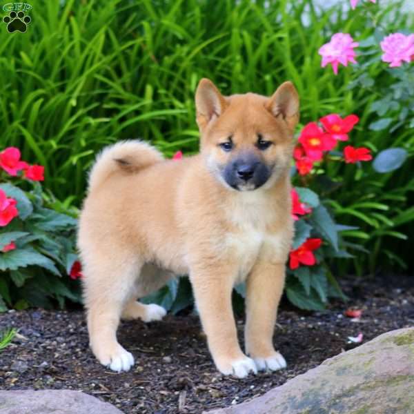 Alex, Shiba Inu Puppy