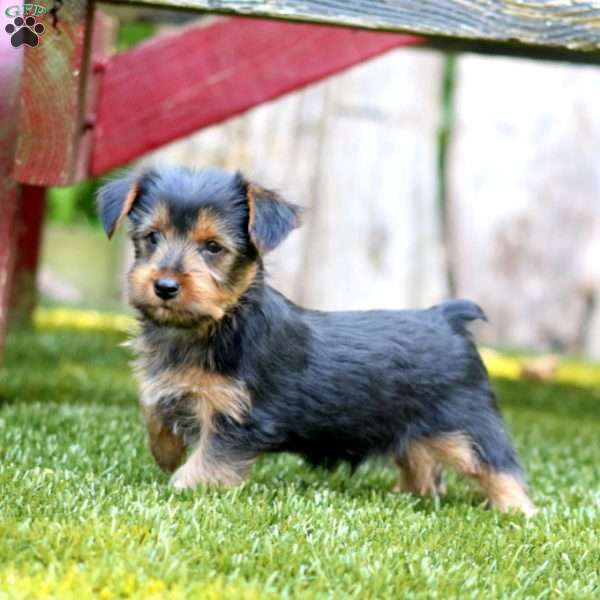 Alex, Yorkie Puppy