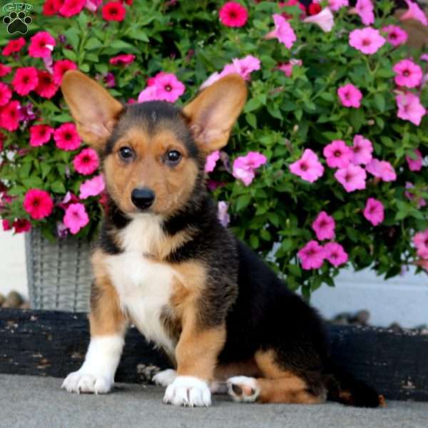 Alex, Welsh Corgi Mix Puppy