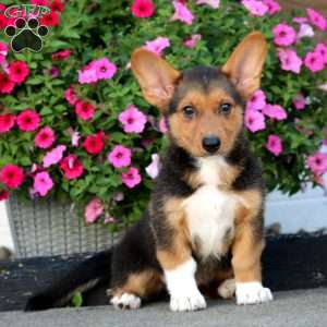 Alex, Welsh Corgi Mix Puppy