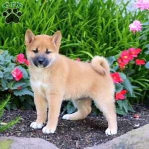 Alex, Shiba Inu Puppy