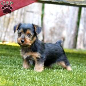 Alex, Yorkie Puppy