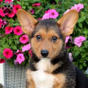 Alex, Welsh Corgi Mix Puppy