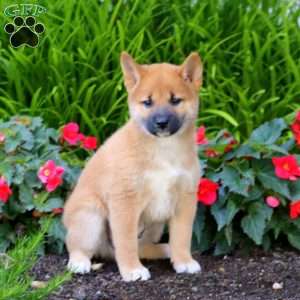 Alex, Shiba Inu Puppy