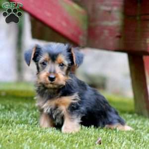 Alex, Yorkie Puppy