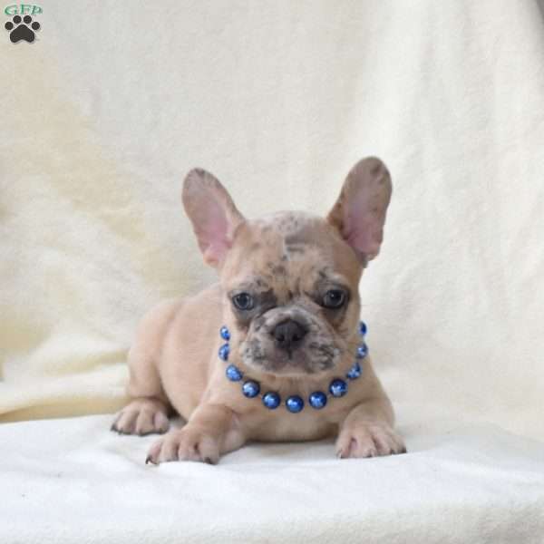 Alfie, French Bulldog Puppy
