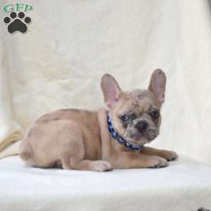 Alfie, French Bulldog Puppy