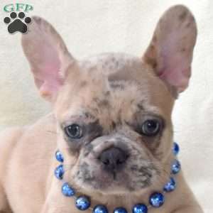 Alfie, French Bulldog Puppy