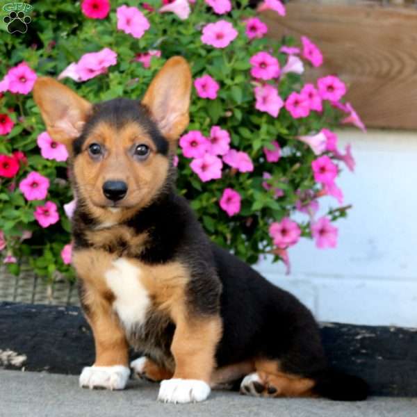 Alfred, Welsh Corgi Mix Puppy