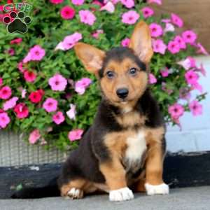 Alfred, Welsh Corgi Mix Puppy