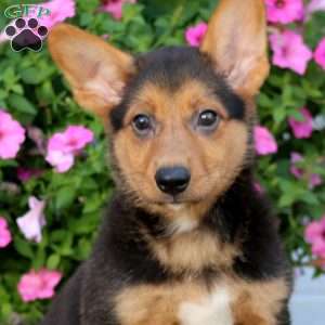 Alfred, Welsh Corgi Mix Puppy