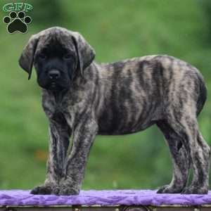 Alice, English Mastiff Puppy