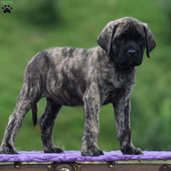 Alice, English Mastiff Puppy