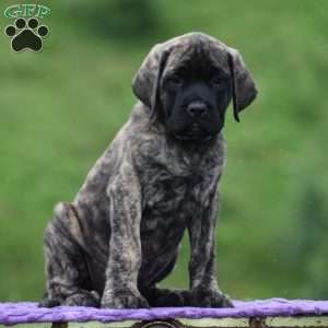 Alice, English Mastiff Puppy