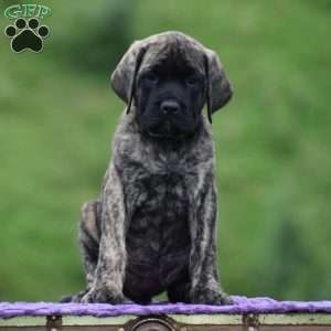 Alice, English Mastiff Puppy