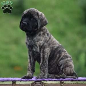 Alice, English Mastiff Puppy