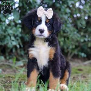 Alice, Bernese Mountain Dog Puppy