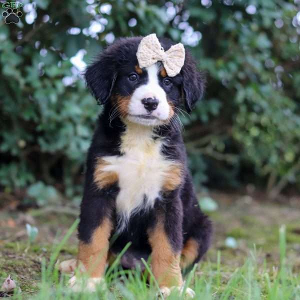 Alice, Bernese Mountain Dog Puppy