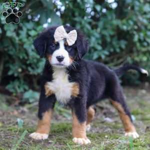 Alice, Bernese Mountain Dog Puppy