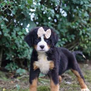 Alice, Bernese Mountain Dog Puppy