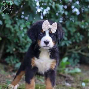 Alice, Bernese Mountain Dog Puppy