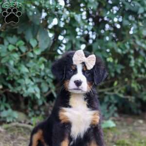 Alice, Bernese Mountain Dog Puppy