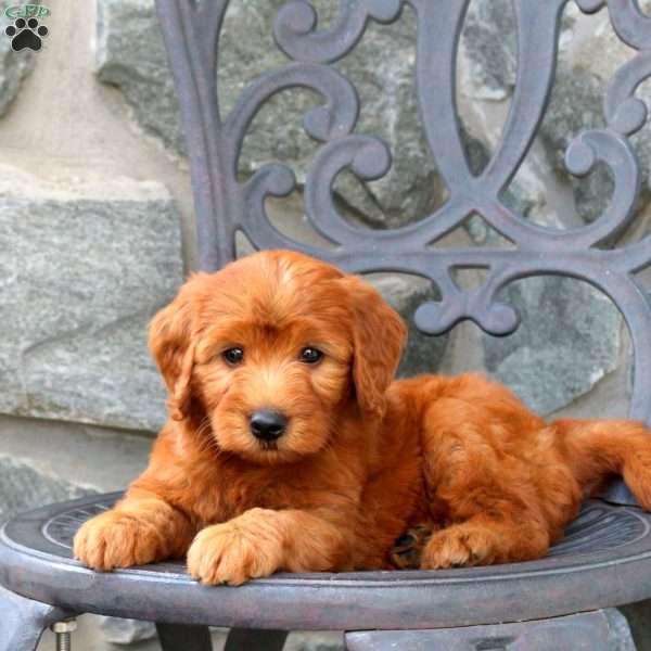 Alice, Mini Goldendoodle Puppy