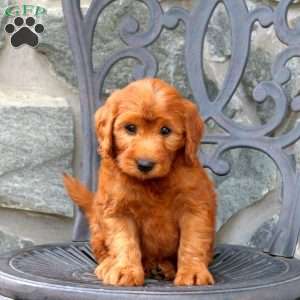 Alice, Mini Goldendoodle Puppy