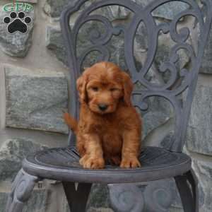 Alice, Mini Goldendoodle Puppy