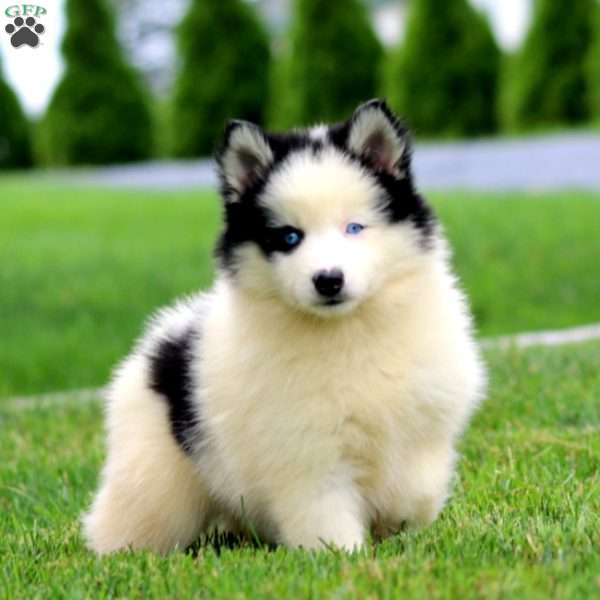 Alice, Pomsky Puppy