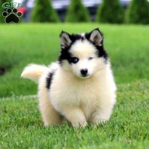 Alice, Pomsky Puppy