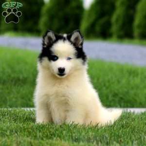Alice, Pomsky Puppy
