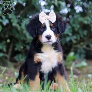 Alice, Bernese Mountain Dog Puppy