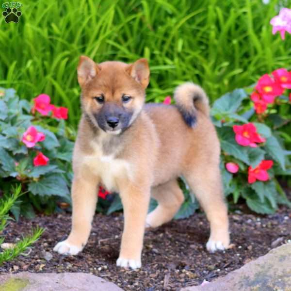 Alisha, Shiba Inu Puppy