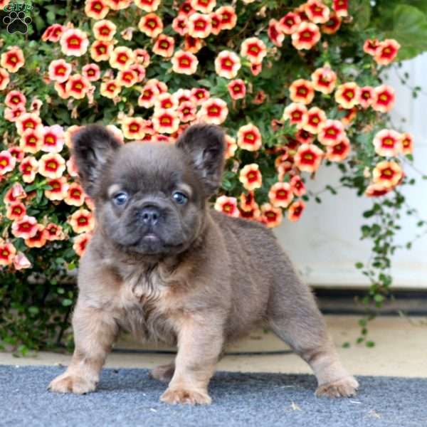 Alisha, French Bulldog Puppy