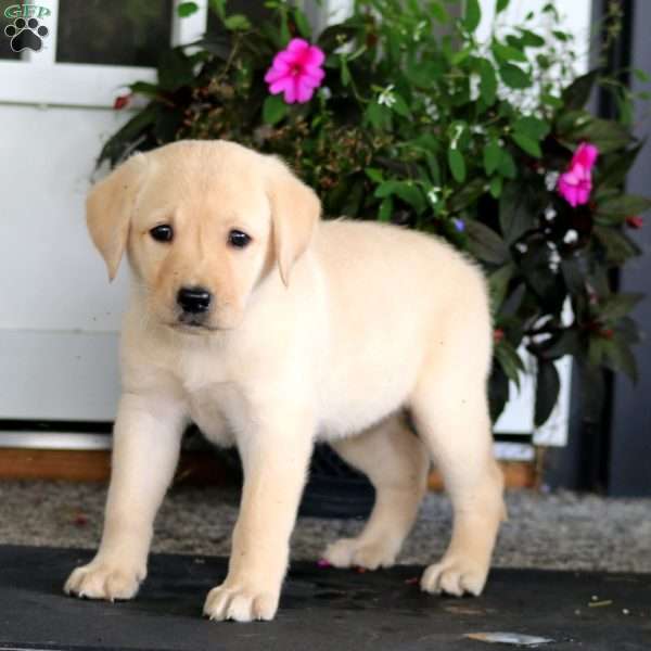 Alisha, Yellow Labrador Retriever Puppy
