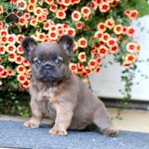 Alisha, French Bulldog Puppy