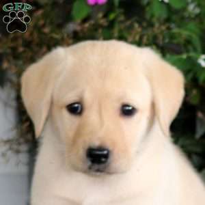 Alisha, Yellow Labrador Retriever Puppy