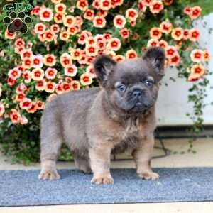 Alisha, French Bulldog Puppy