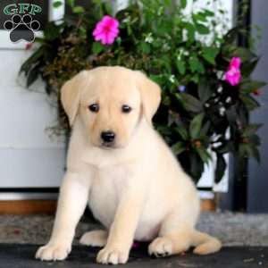 Alisha, Yellow Labrador Retriever Puppy