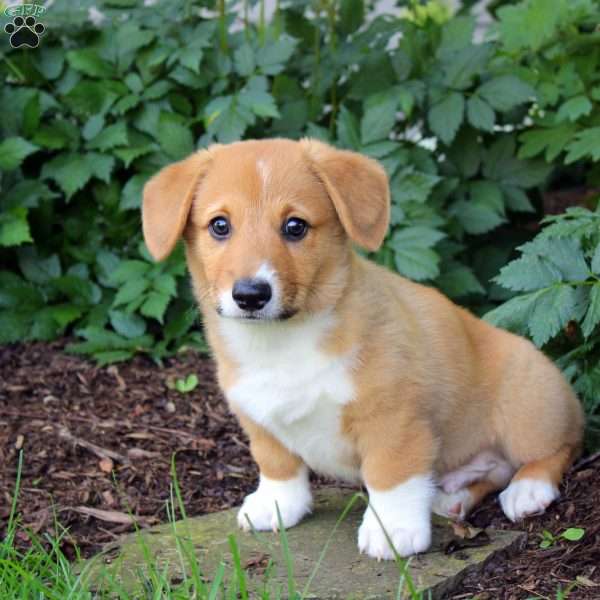 Allen, Pembroke Welsh Corgi Puppy