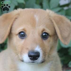 Allen, Pembroke Welsh Corgi Puppy