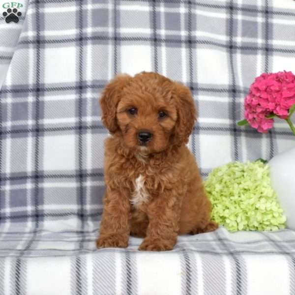 Allie, Cavapoo Puppy