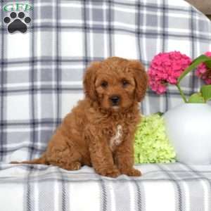 Allie, Cavapoo Puppy