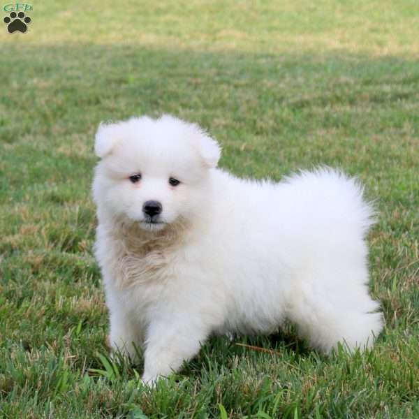 Allison, Samoyed Puppy