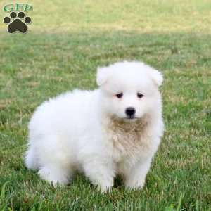 Allison, Samoyed Puppy