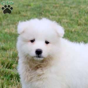 Allison, Samoyed Puppy